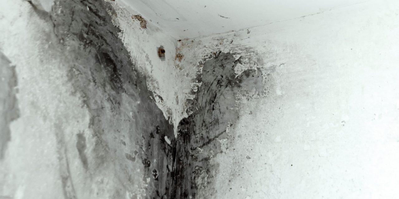 how to clean and avoid black mold