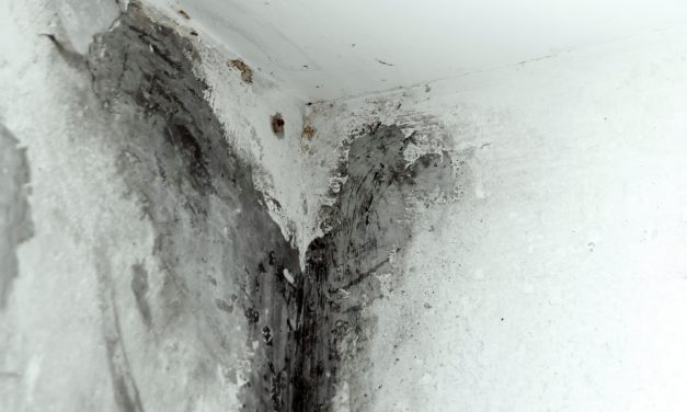 how to clean and avoid black mold