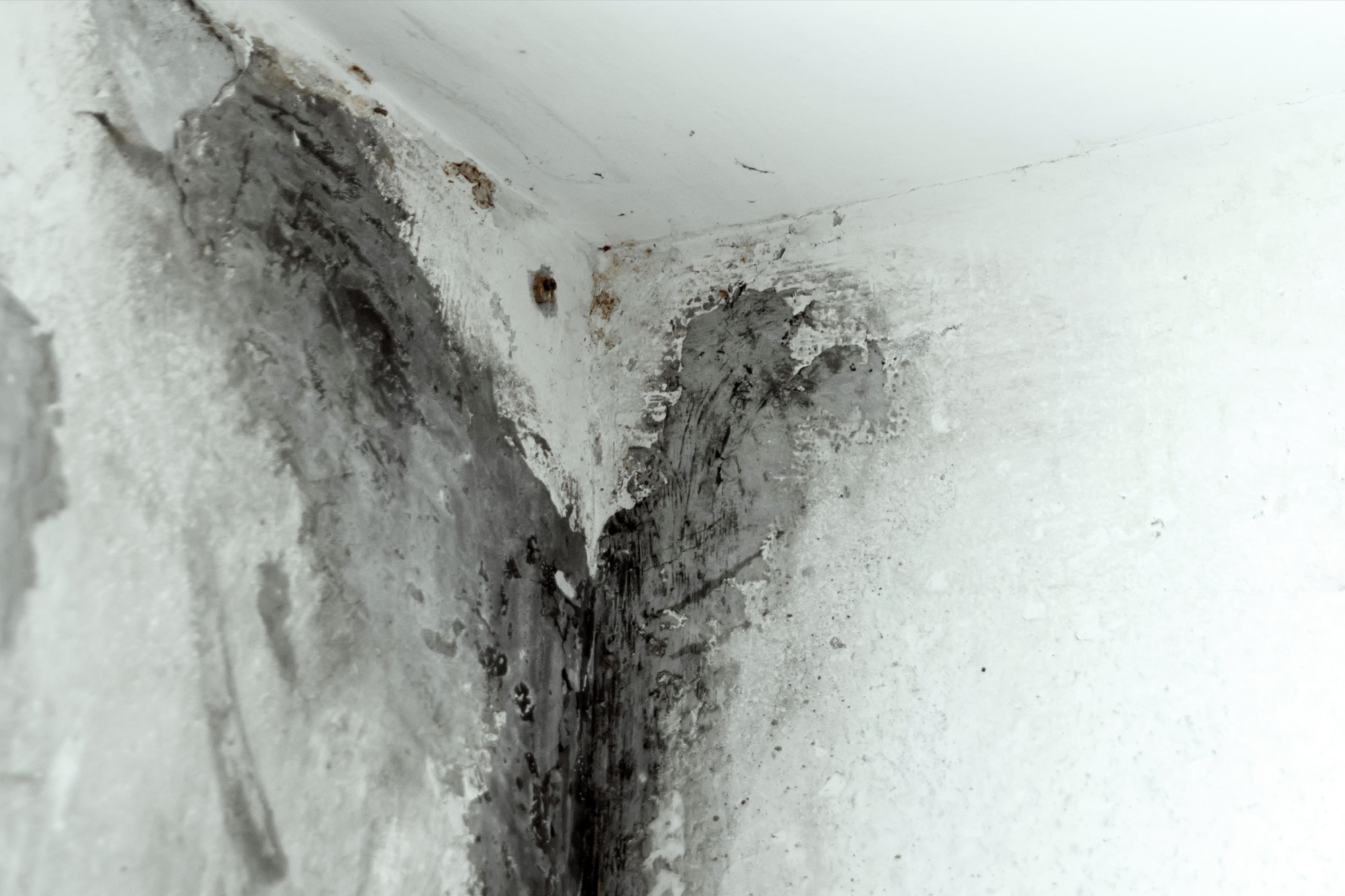 how to clean and avoid black mold