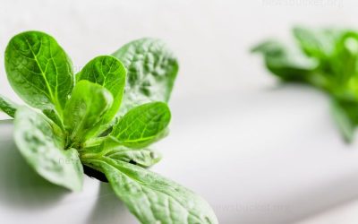 What is Hydroponics and How Does it Work?